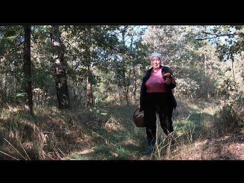 Видео: В лісі доволі сухо, але знаходяться й білі гриби, й краснюки, парасольки...