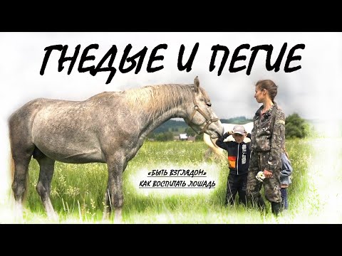 Видео: ГНЕДЫЕ И ПЕГИЕ. ВОСПИТАТЬ ЛОШАДЬ КАК ДРУГА. РАБОТА С ЛОШАДЬЮ. РУССКАЯ ШКОЛА.ПЕРМСКИЙ КРАЙ,БЫМ.