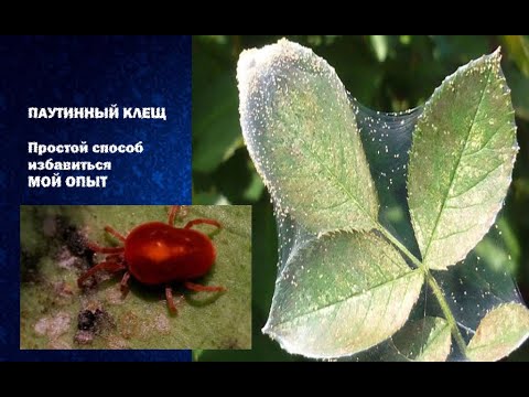 Видео: Паутинный клещ как легко избавиться, мой реальный опыт.