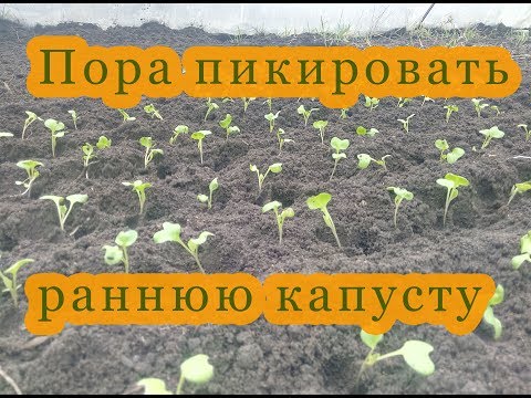 Видео: Пора ПИКИРОВАТЬ РАННЮЮ КАПУСТУ