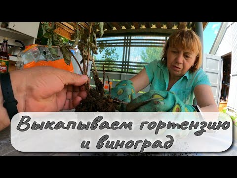 Видео: ВЫКАПЫВАЕМ ГОРТЕНЗИЮ И ВИНОГРАД