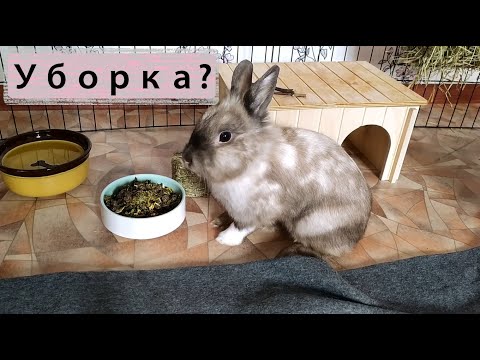 Видео: Уборка у Кролика