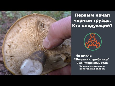 Видео: Первым начал Чёрный груздь. Кто следующий? Дневник грибника 9 сентября 2022 года.