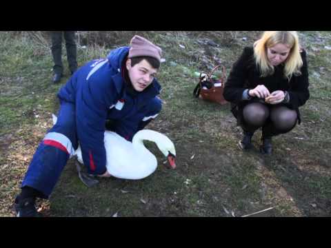 Видео: Спасение лебедя