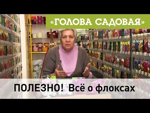 Видео: Голова садовая - ПОЛЕЗНО!  Всё о флоксах