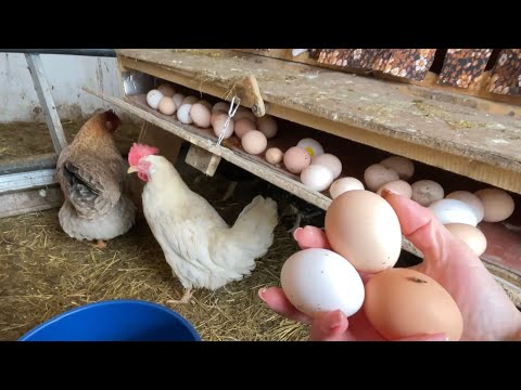 Видео: Лучшие ГНЕЗДА ДЛЯ КУР несушек
