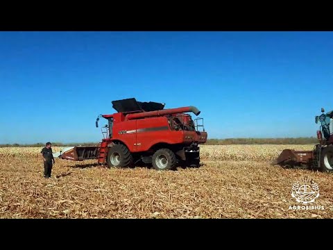 Видео: Кормоуборочный китайский комбайн JOTEC. Тамбовская область. Уборка кукурузы.