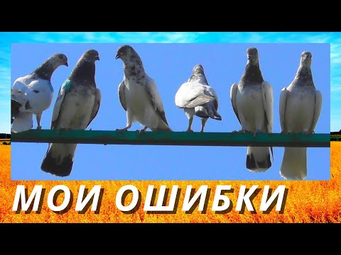 Видео: Что сделать голубям для быстрого захода в питомник⁉