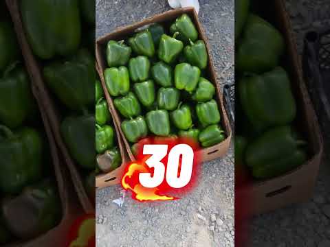 Видео: 23,09 огляд з оптового ринку! #грядказакарпаття #життя #оптом #базар #виноградів #овочі #оглядцін