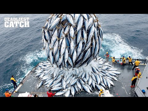 Видео: Внутри торговли тунцом стоимостью в миллиард долларов: от гавайских вод до аукционов в Токио | До...