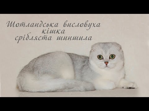 Видео: Шотландська вислоуха кішка срібляста шиншила - все про породу | SFS ns 11