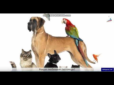 Видео: Окружающий мир 2 класс. Животные живого уголка.