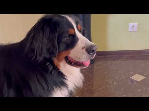 Видео: Что вытворяет Бернский Зенненхунд