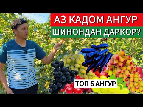 Видео: Ангурхои бехтарин барои  боғ ва барои хона