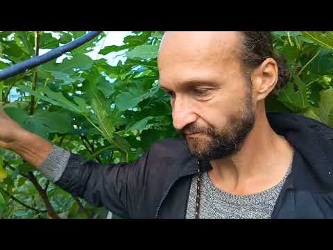 Видео:  Акебия пятерная, дегустация плодов впервые в Беларуси, а так же другие плоды начала сентября