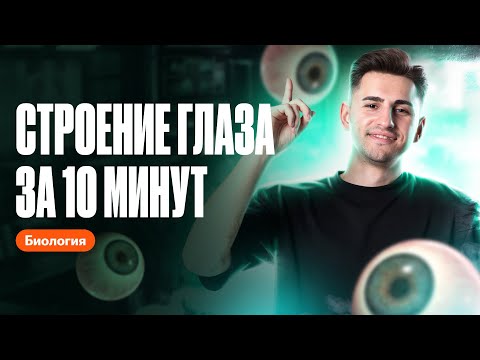 Видео: Строение глаза за 10 минут | ОГЭ по биологии | Федор Агеев