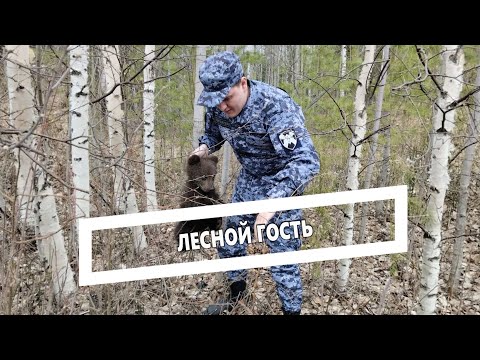 Видео: Лесной гость