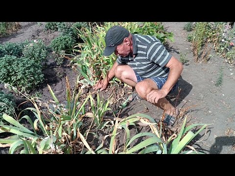 Видео: Пересаджуємо іриси.