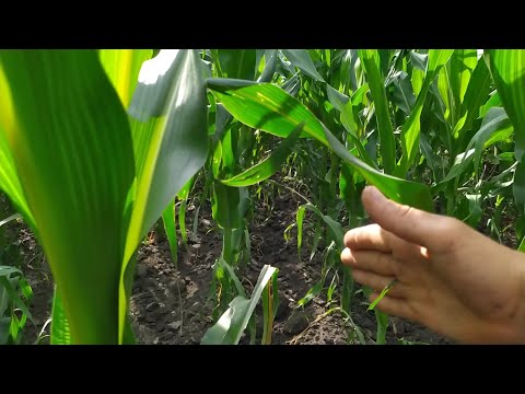 Видео: КУКУРУДЗА НА 38СМ МІЖРЯДДІ!!// ЯК ЗБЕРЕГТИ ЗДОРОВЕ КОРІННЯ?