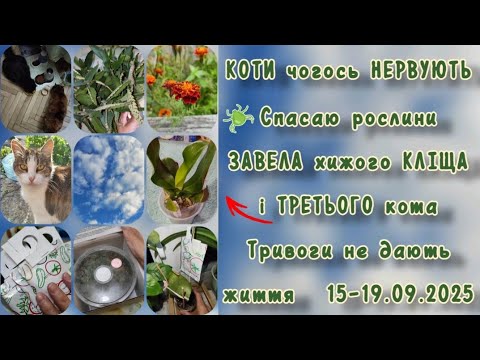 Видео: Пробую нестандартні рішення 15-19.09.2025