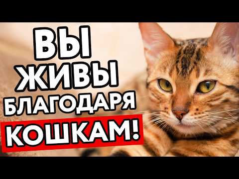 Видео: Как кошка ТАЙНО СПАСАЕТ ВАШУ ЖИЗНЬ каждый день