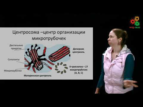 Видео: Цитология и гистология. Строение клетки и основные органеллы. Часть 2