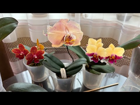 Видео: Пересадка Орхидей ( подростки из Азии во мхе )