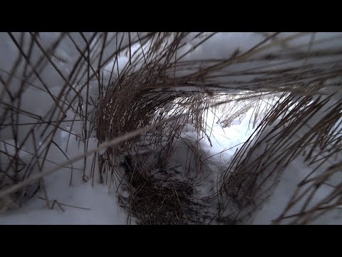 Видео: Охота на зайца 2024г. " Свежий снег - Свежий след"