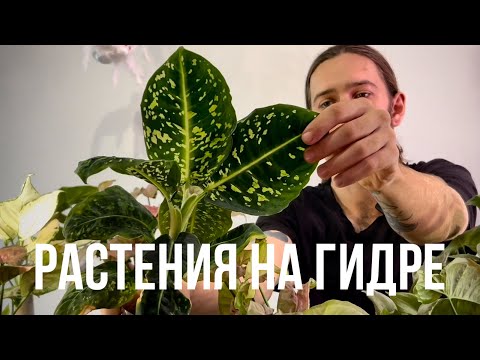 Видео: Комнатные растения на полугидропонике. Обзор и мой опыт.