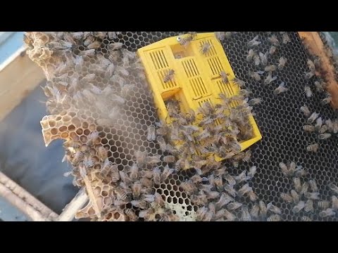 Видео: Результат зимовки в банках маток.