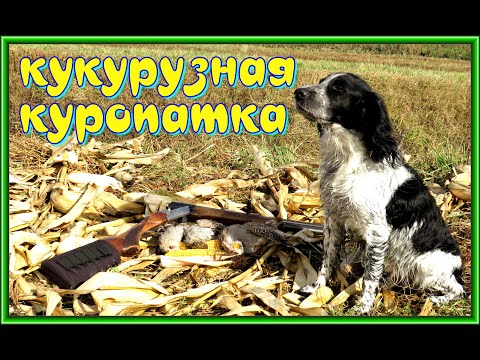Видео: НАЧИНАЕМ охоту на КУКУРУЗНУЮ КУРОПАТКУ!