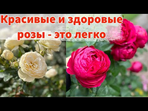 Видео: ЧЕМ СЕЙЧАС ПОДКОРМИТЬ РОЗЫ ДЛЯ ДОЛГОГО И ПЫШНОГО ЦВЕТЕНИЯ 🌹