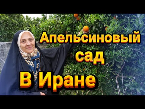 Видео: Апельсиновый  сад  в Иране. Весна .