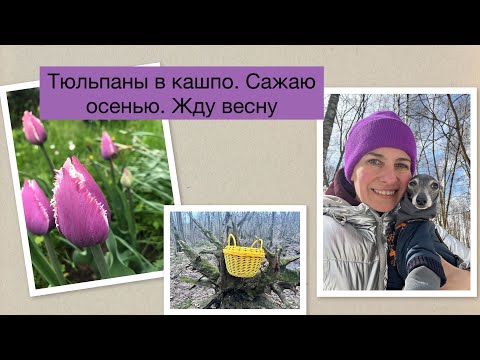 Видео: ТЮЛЬПАНЫ В КАШПО. ОСЕННИЕ РАБОТЫ ДЛЯ КРАСИВОЙ ВЕСНЫ