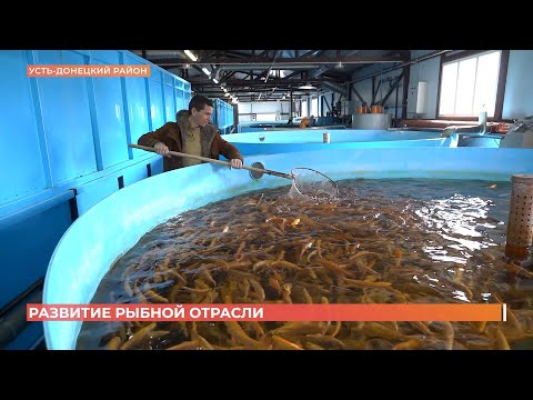 Видео: Поддержка развития рыбной отрасли на Дону
