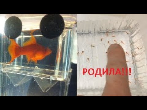 Видео: Родились мальки меченосца! Бактериалка