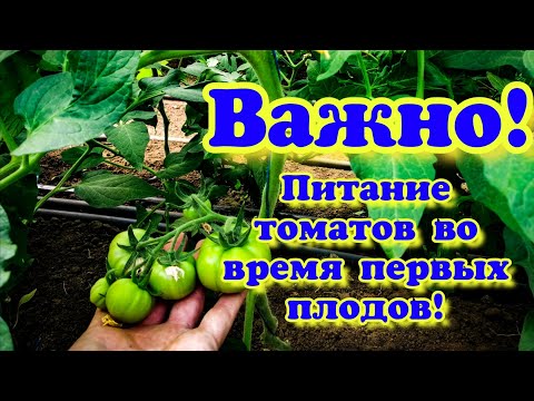 Видео: Питание томатов! Уход во время налива первых плодов!