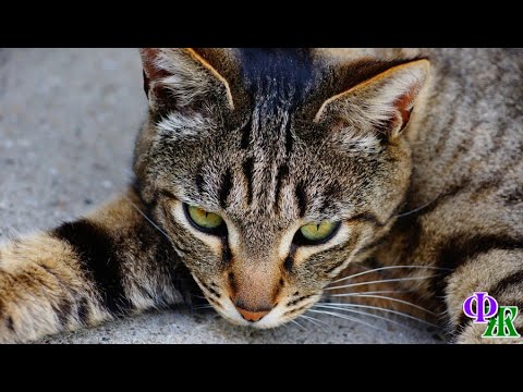 Видео: Смертельно раненый КОТ умирал на пустыре, он был предан и брошен хозяином, которого любил, но…