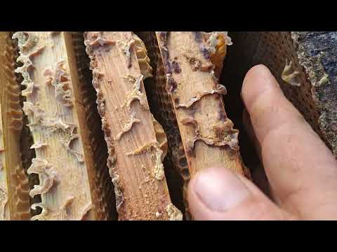 Видео: І все  таке дід був правий  ЦЕ ТОЧНО ТАК.