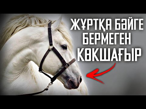 Видео: БҰЛ АТ БӘЙГЕГЕ ҚОСЫЛСА, БАСҚАҒА БӘЙГЕ ЖОҚ ДЕЙ БЕР❗👀 - Жылқы Жайлы