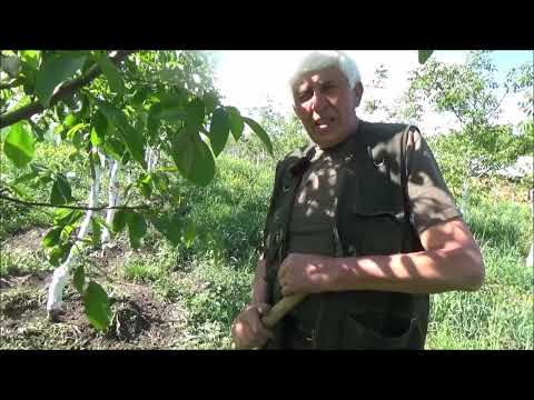 Видео: Личинка майского хруща. Май 2022