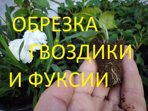 Видео: Укоренение Фуксии зимой. Результат! Обрезка Гвоздики.