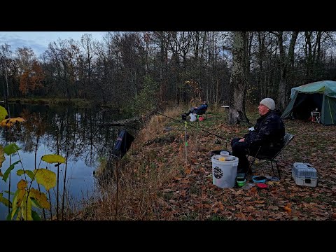 Видео: Лещ на фидер в Октябре! Много Поклевок и Рыбы. Рыбалка с Ночевкой на Реке Друть! Лещ на Друти.