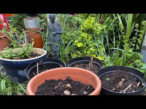 Видео: Как ПОСАДИТЬ ГЕОРГИНЫ в Горшки! Посадка с Трюком! Клубни вегетативных георгин РЕЗУЛЬТАТ #dahlia