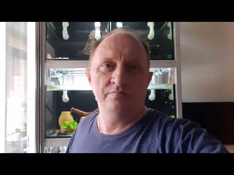 Видео: "Амано" для новых хозяев.