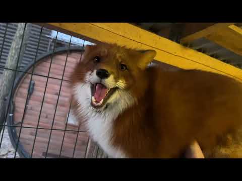 Видео: Алиса - лиса. Приобрел для Игниса новую игрушку #лисяо #животные #лиса #fox #игрушки