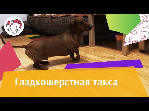 Видео: Гладкошерстная такса на  ilikepet