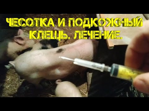 Видео: Подкожный клещ. Чесотка у свиней. Чем лечить?