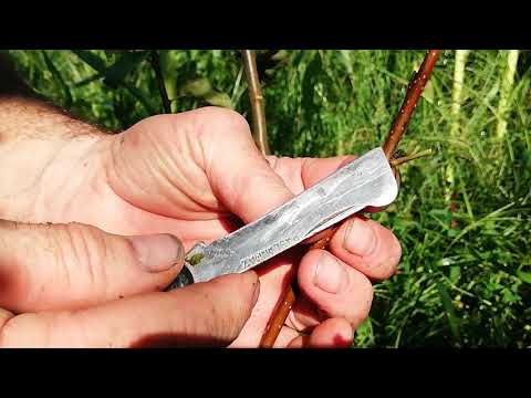 Видео: № 271  Круша. Chip budding. Присаждане на спяща пъпка и чип бъдинг в края на август - 28.08.2020 г.
