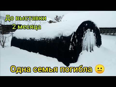 Видео: 🐝ЗИМОВКА ПЧЁЛ В ТЕПЛИЦЕ🐝 Прошло ровно 2 месяца